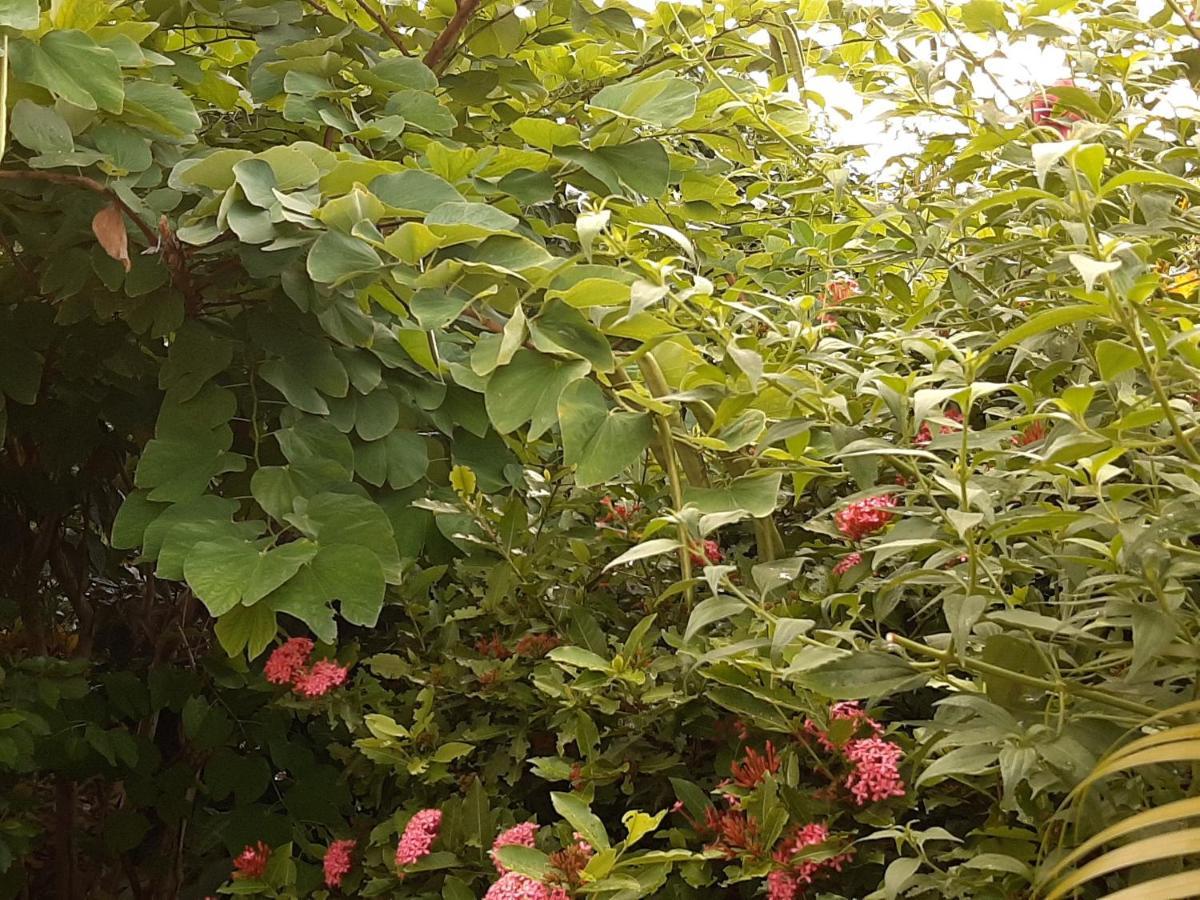 Appartement Les Hibiscus à L'Anse Noire Extérieur photo